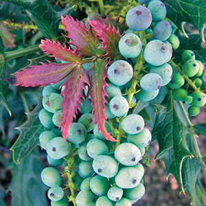 Beijing Beauty Mahonia