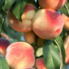 Belle of Georgia Peach