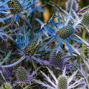 Big Blue Sea Holly
