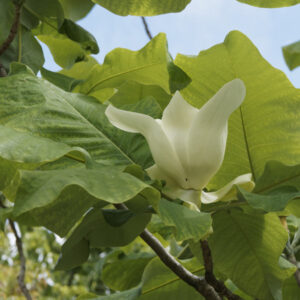 Big Leaf Magnolia