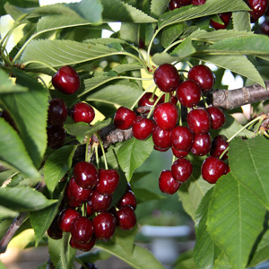Bing Cherry Tree