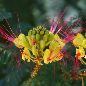 Bird of Paradise Shrub
