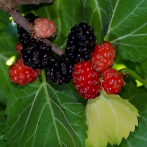 Black Beauty Mulberry