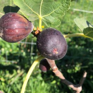 Black Bethlehem Fig Tree