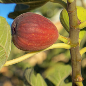 Black Jack Fig Tree