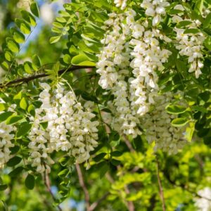 Black Locust Tree