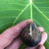 Black Madeira Fig Tree