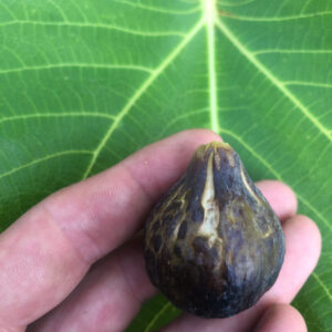 Black Madeira Fig Tree