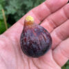 Black Madeira KK Fig Tree