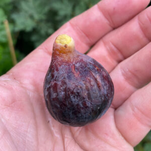 Black Madeira KK Fig Tree
