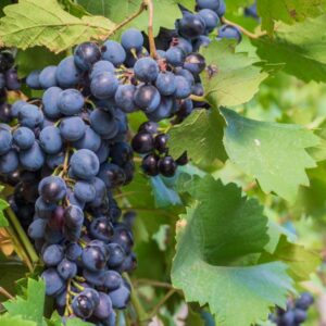 Black Monukka Table Grape