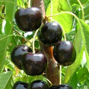 Black Pearl Cherry