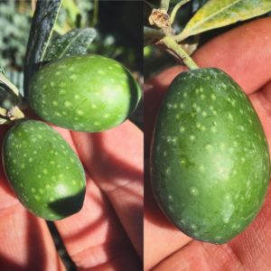 Black Pearl™ Olive Tree