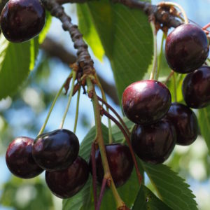 Black Republican Cherry