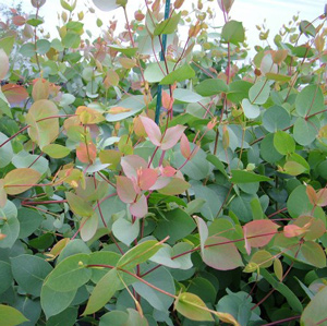 Black Sallee Eucalyptus