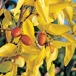 Black Sea™ Jujube