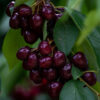 Black Tartarian Cherry