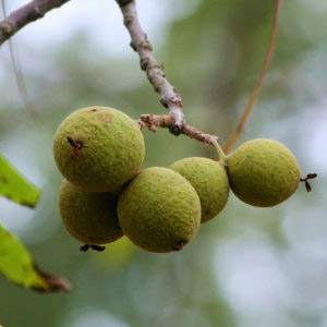 Black Walnut seedling