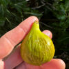 Blanquette Fig Tree