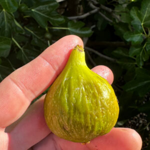 Blanquette Fig Tree