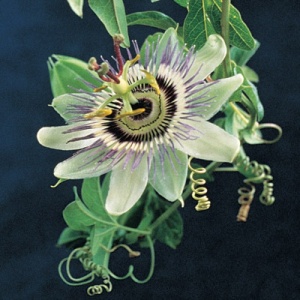 Blue Crown Passionflower