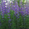 Blue False Indigo