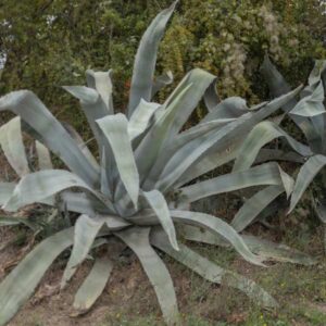 Blue Giant Agave