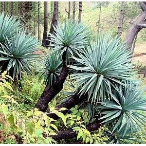 Blue Giant Agave