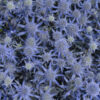 Blue Glitter Sea Holly