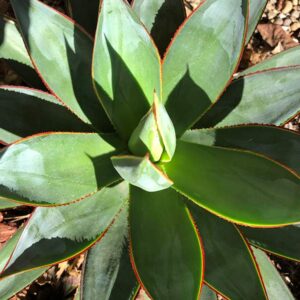 Blue Glow Agave