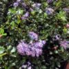 Blue Jeans Ceanothus