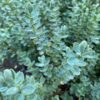 Blue Leafed Hebe