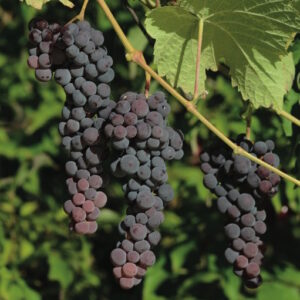 Blue Muscat Seedless Table Grape