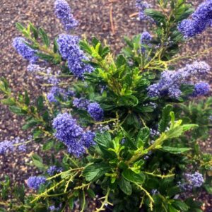 Blue Ray Ceanothus