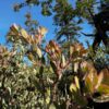 Blue Rose Bonny Doon Manzanita