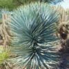 Blue Sentry Yucca