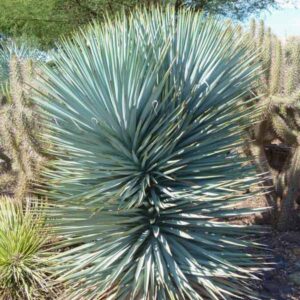 Blue Sentry Yucca