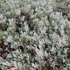Blue in Green Manzanita