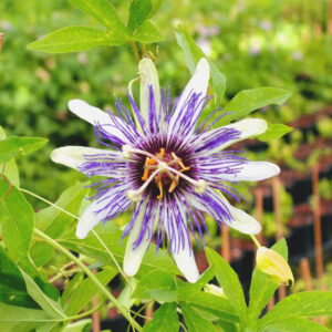 BluePop Maypop Passionflower
