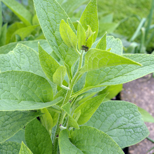 Bocking 14 Russian Comfrey