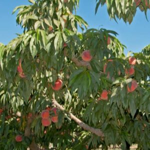 Bonanza Miniature Peach