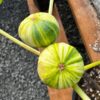 Bordissot Blanca Rimada Fig