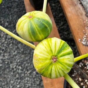 Bordissot Blanca Rimada Fig