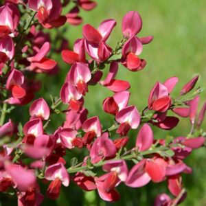 Boskoop Ruby Broom