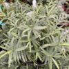 Boughton Silver Hebe