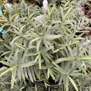 Boughton Silver Hebe