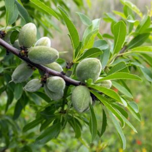 Bounty™ Almond