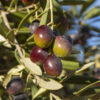 Bouquetier Olive