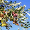 Bouteillan Olive