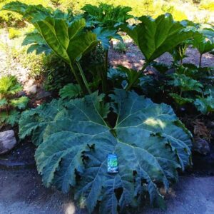 Brazilian Gunnera